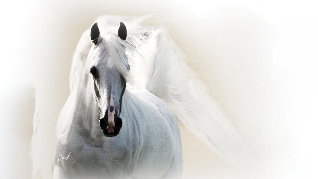 Scottsdale Arabian Horse Show tickets at Westworld Of Scottsdale, Scottsdale
