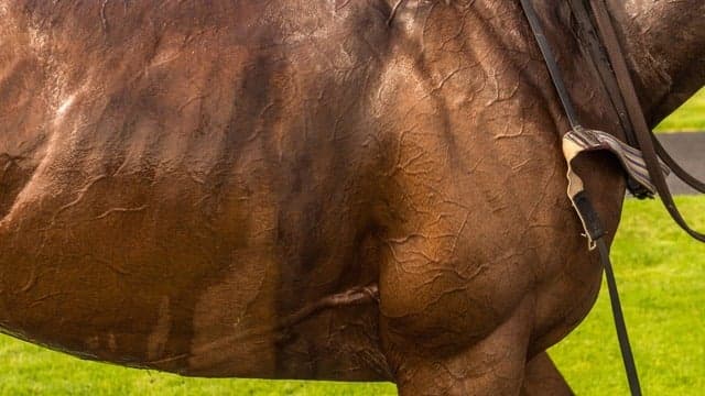 Del Mar Thoroughbred Racing tickets at Del Mar Race Tracks, Del Mar